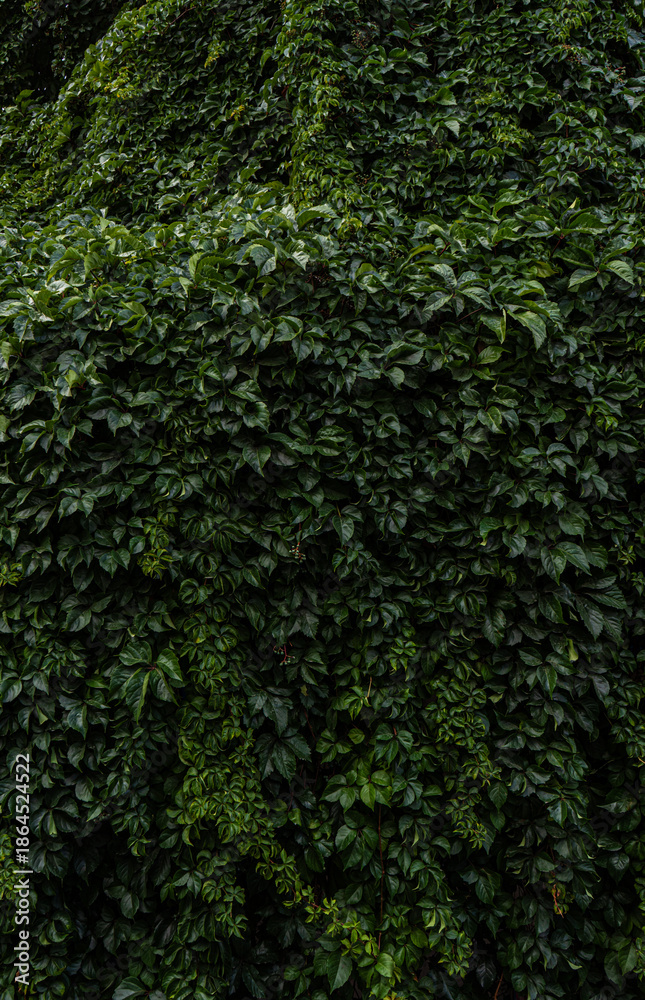 custom made wallpaper toronto digitalThe wall covered with wild ivy plant