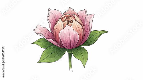 Beautiful pink flower with green leaves illustration.