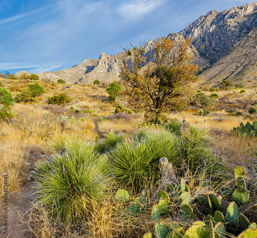 Fototapeta premium The El Capitan Trail, Guadalupe Mountains National Park, Texas, USA