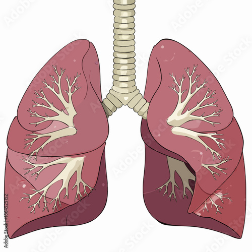 Vector illustration of human heart anatomy and internal organs of human lungs as a symbolic nature design icon for medical art drawing