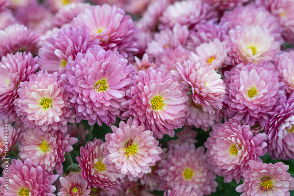 Obraz premium Closeup of a cultivated chrysanthemum plant dense with pink flowers blooming, symbol of gentle love, admiration, and thoughtfulness 
