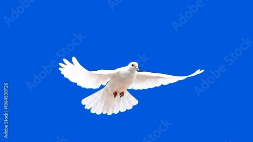 A white pigeon stands on a green screen, looking around curiously and walking gracefully. Keywords: white, pigeon, dove, bird, nature, green screen, chroma key, isolated, animal, poultry, feathered, b