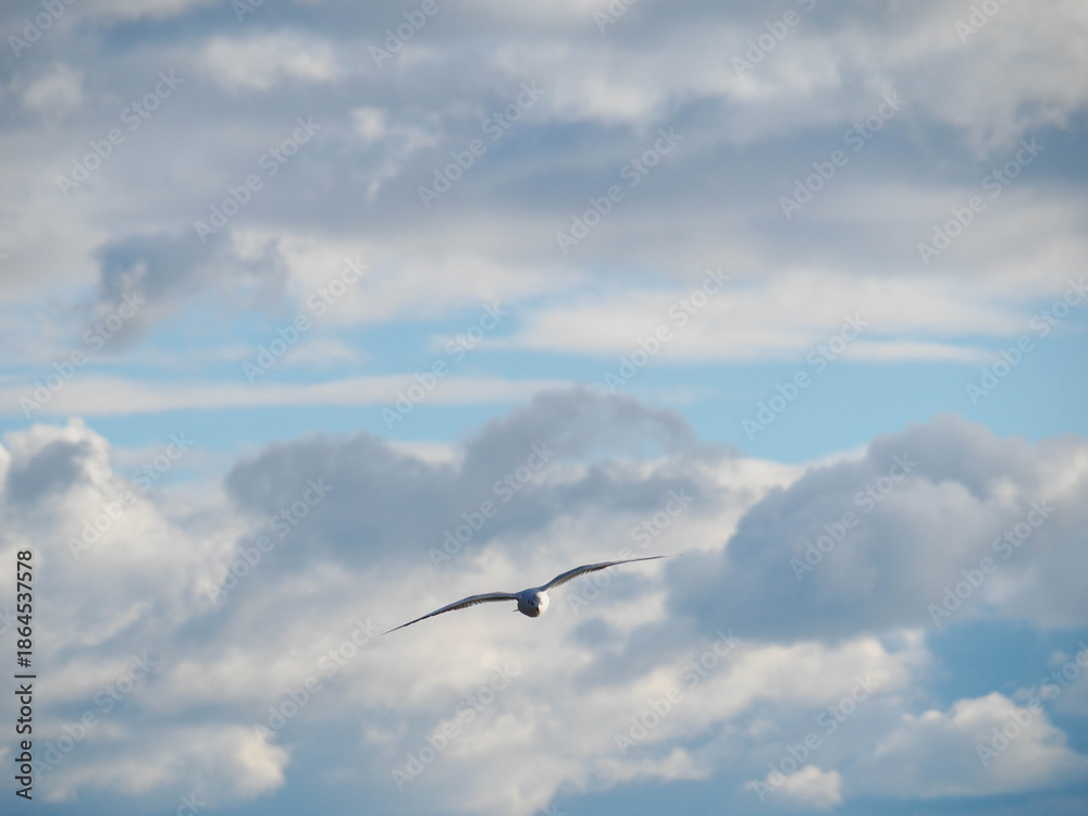 Obraz premium 冬の神戸メリケンパークに集まるかもめ