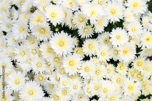 Slika na platnu Closeup of a cultivated chrysanthemum plant dense with cream white flowers bloom