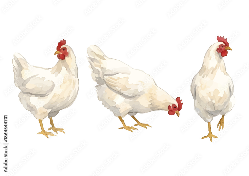 Fototapeta premium Watercolor-style chicken illustration／鶏