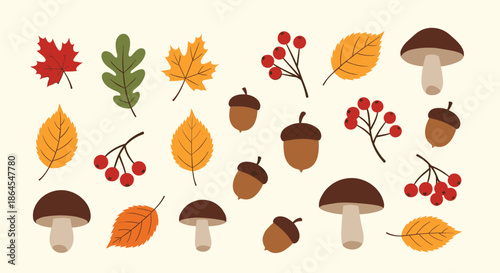 A beautiful collection of autumn elements including colorful fall leaves acorns mushrooms and berries isolated on a background.