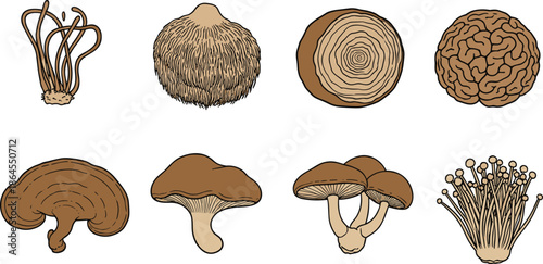 Hand drawn edible mushroom vector set with various fungi species in vintage botanical illustration style