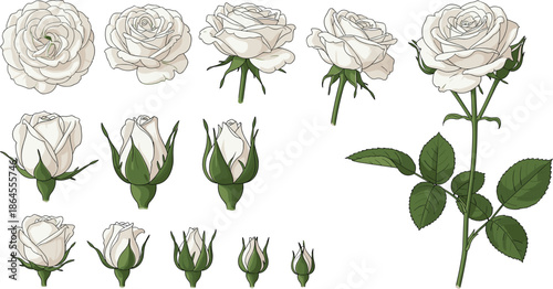 White rose flower vector set with blooming stages buds and leaves isolated on white background