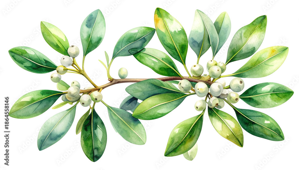 Obraz premium Delicate Botanical Mistletoe Combination Set, isolated on transparent background