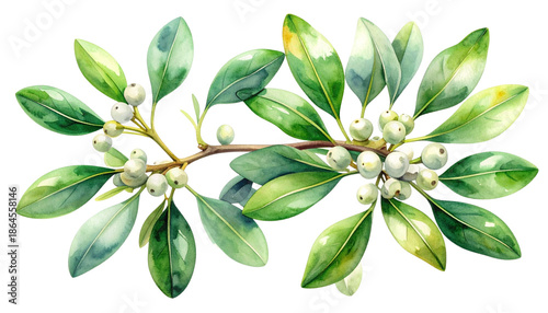 Delicate Botanical Mistletoe Combination Set, isolated on transparent background