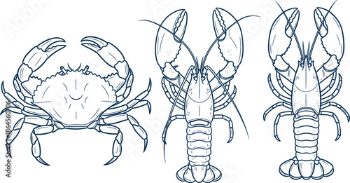 Hand drawn crab and lobster outline vector illustration set showing marine crustaceans from multiple views