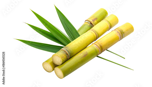 Close-up studio shot of sugarcane stalks, light yellow color, with fresh green leaves. The stems have a rough texture
