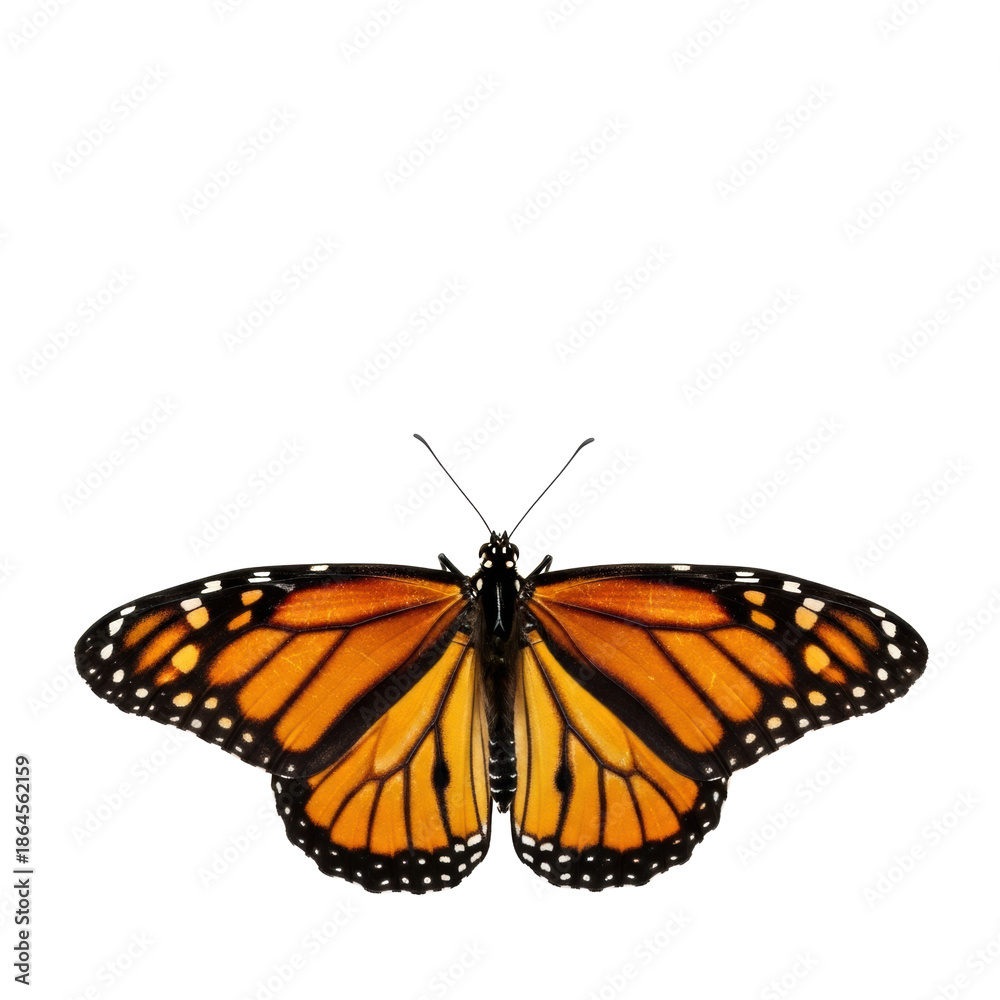 Fototapeta premium Monarch butterfly, vibrant orange, black, white markings, wings spread on transparent background, copy space. Top-down macro, soft light, concept of natural beauty and biodiversity