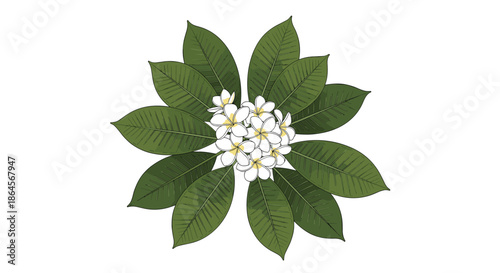 Beautiful cluster of white plumeria frangipani blossoms surrounded by large green tropical leaves in a radial arrangement.