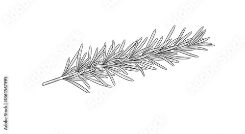 Single aromatic rosemary sprig with needle like leaves and a woody stem shown in a detailed black and white sketch style.