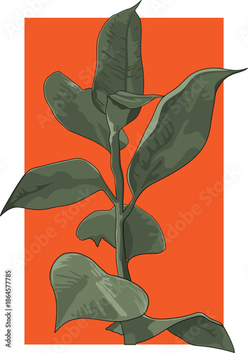 Plant ficus rubber tree isolated on orange background india rubber fig green leaves air purifier