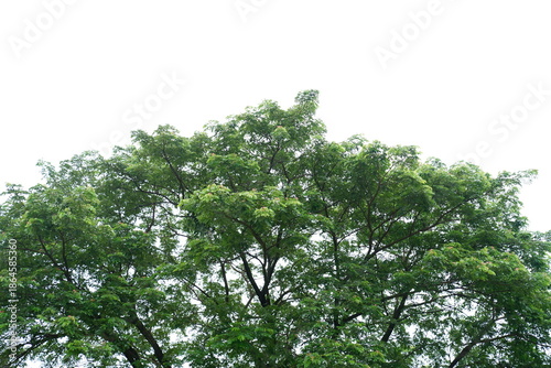 The tree that towers high into the sky is very beautiful, suitable for a background