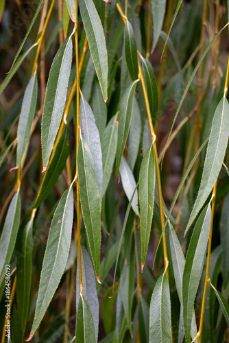 A hybrid of the golden-haired willow (Salix × sepulcralis 'Chrysocoma'), also known as the white willow 'Tristis' (Salix alba 'Tristis'). This hybrid is distinguished by its bright golden-yellow