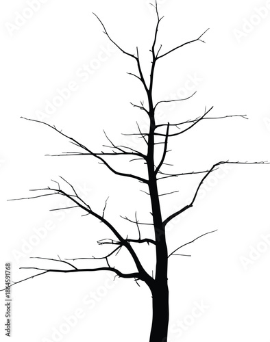 Leafless tree silhouette isolated on white background, tall winter trunk, bare branches, minimal botanical illustration, dramatic black outline nature art
