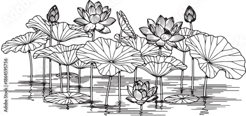 Elegant Lotus Flower Botanical Illustration for Wellness and Meditation Concept Vector