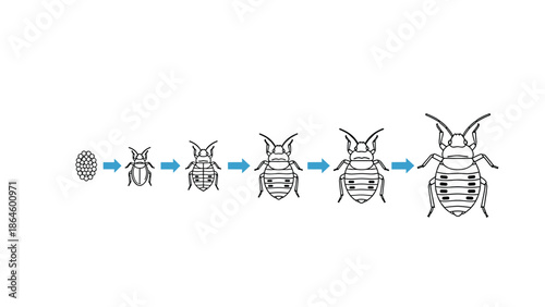 Biological diagram showing the sequential growth stages of a bed bug from tiny eggs to a fully developed adult insect.