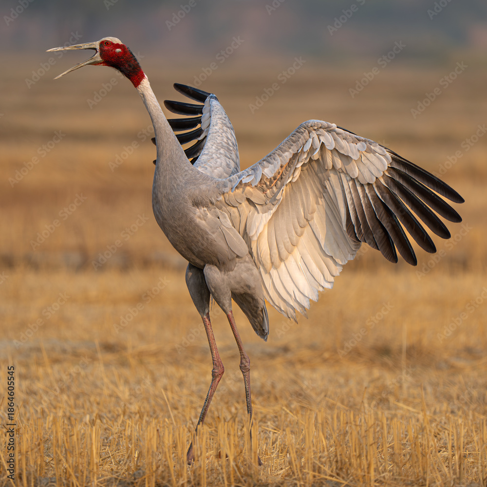 Fototapeta premium Sarus Crane near Agra, Uttar Pradesh, India