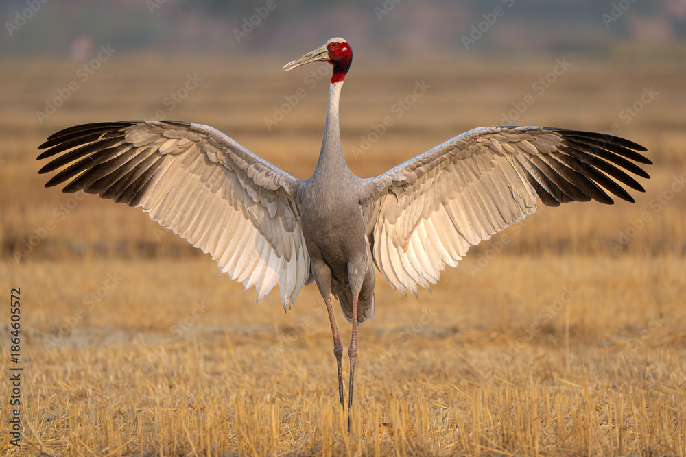 Fototapeta premium Sarus Crane near Agra, Uttar Pradesh, India