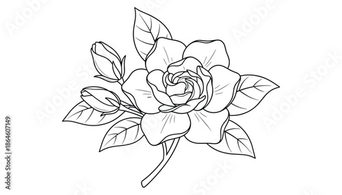 Gardenia flower with leaves floral arrangement design botanical illustration blossom design element