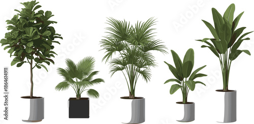 Vector illustration of indoor potted plants collection including fiddle leaf fig, palm trees, and bird of paradise for home interior decor.