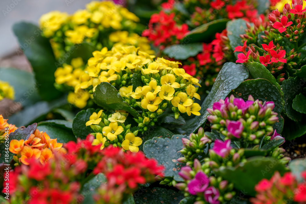 Obraz premium Close-up photo of colorful Kalanchoe flowers (Kalanchoe blossfeldiana) in bloom