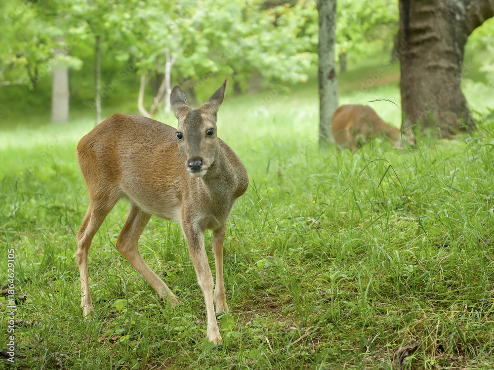Fototapeta premium 귀여운 노루