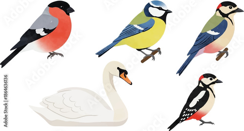 Watercolor style illustrations of common garden birds and a swan