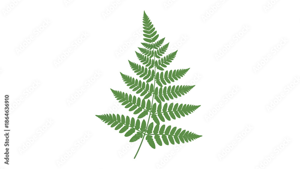 Obraz premium A single green fern frond is shown against a white background