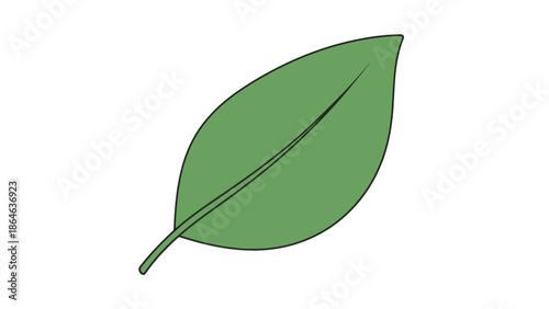 A single green leaf with a stem