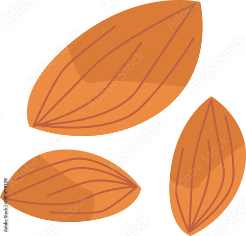 Almond illustration.