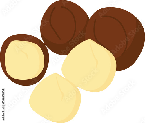 Macadamia nut protein food illustration.