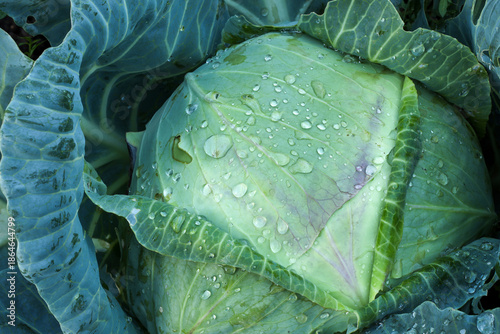 Wallpaper Mural raindrops on cabbage leaves in the garden Torontodigital.ca