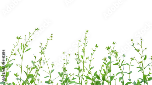 Green plants with small white flowers growing in a natural outdoor setting with a white background