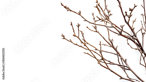 Branches with Buds Extending Against a White Background in Nature Photography