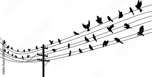 Bird Silhouette Set Featuring Numerous Birds Perched on Power Lines and Wires