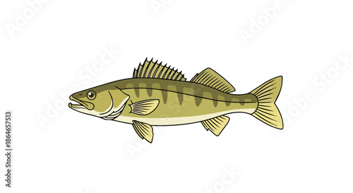 Detailed illustration of a freshwater game fish, showcasing its distinct olive green body with dark vertical bands and prominent spiny fins swimming