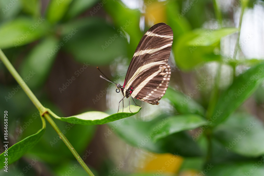 Obraz premium butterfly on leaf