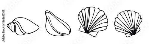 Line drawing of various seashells perfect for ocean themed projects or summer vacation graphics and marine life inspired decor.