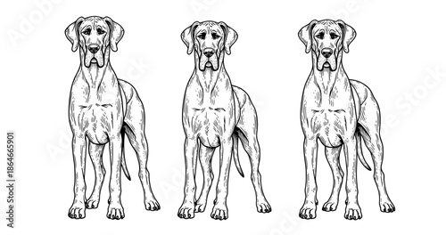 Trio of hand-drawn great danes in monochrome sketch