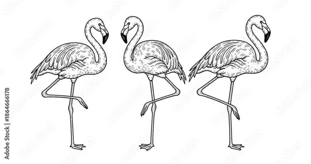 Obraz premium Line art of three flamingos standing in profile view
