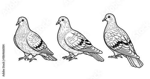 Hand-drawn black and white illustrations of three pigeons on white background
