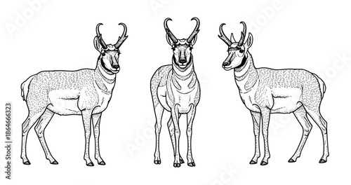 Detailed black and white illustrations of pronghorn antelopes in various poses
