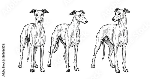 Three greyhounds illustration: lively sketch of elegant dog trio on white background
