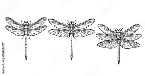 Intricate black and white dragonfly illustrations showcasing detailed wing patterns