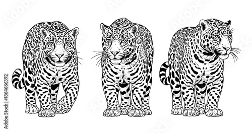 Three detailed black and white leopards in stealthy poses with intricate patterns
